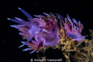 Flabellina has a specialized diet based on hydroid polyps... by Antonio Venturelli 